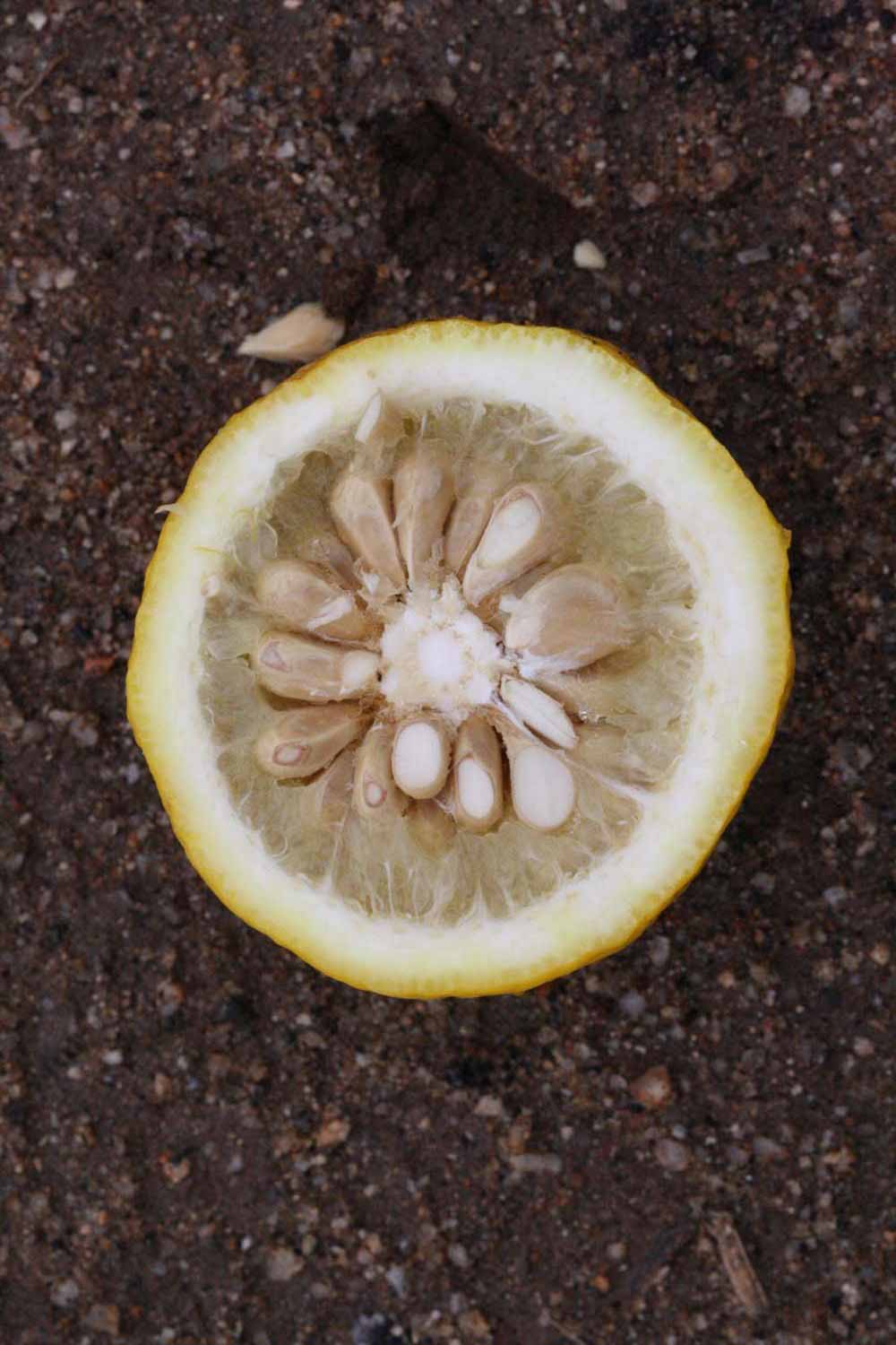              Fruit cross-section (Riverside, CA)       